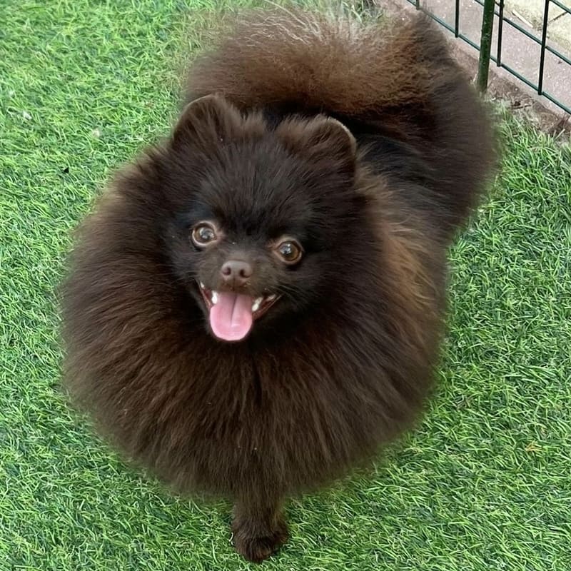 Adorable rare colored pomeranian puppy
