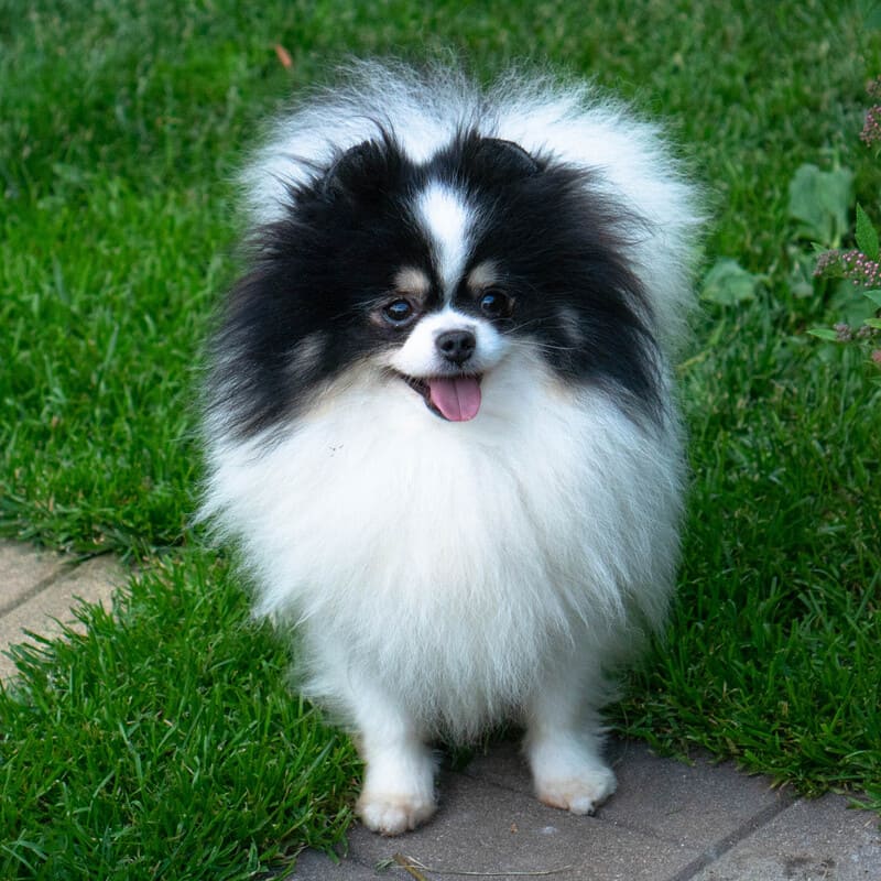 Adorable rare colored pomeranian puppy
