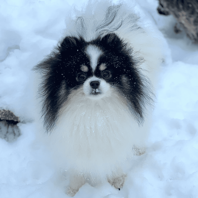 Adorable rare colored pomeranian puppy