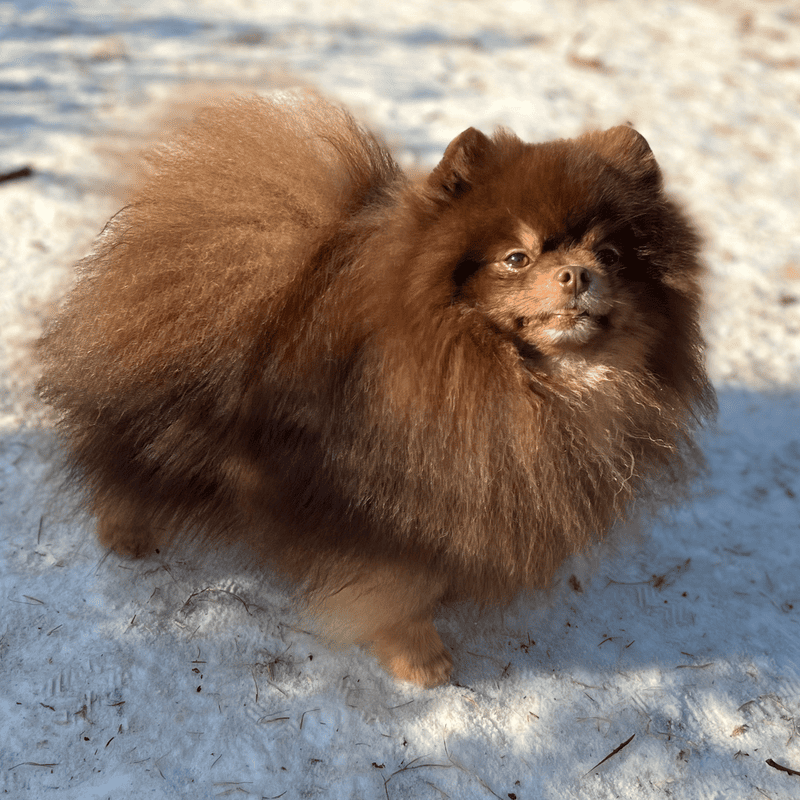 Adorable rare colored pomeranian puppy