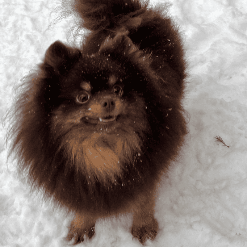 Adorable rare colored pomeranian puppy