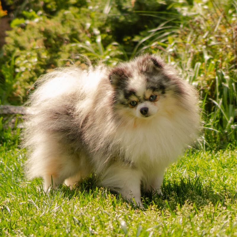 Adorable rare colored pomeranian puppy