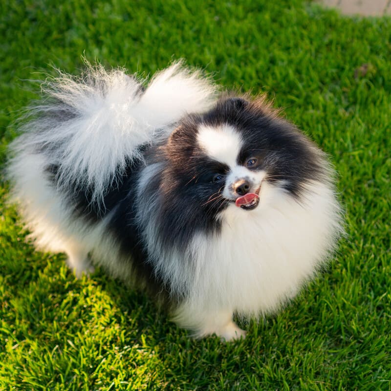 Adorable rare colored pomeranian puppy