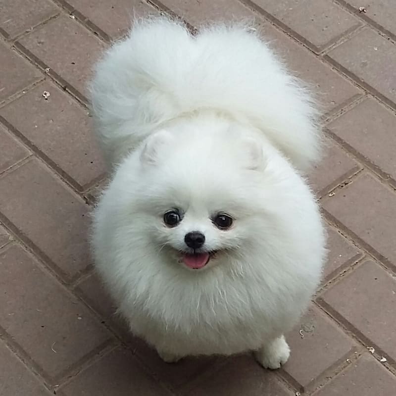 Adorable rare colored pomeranian puppy