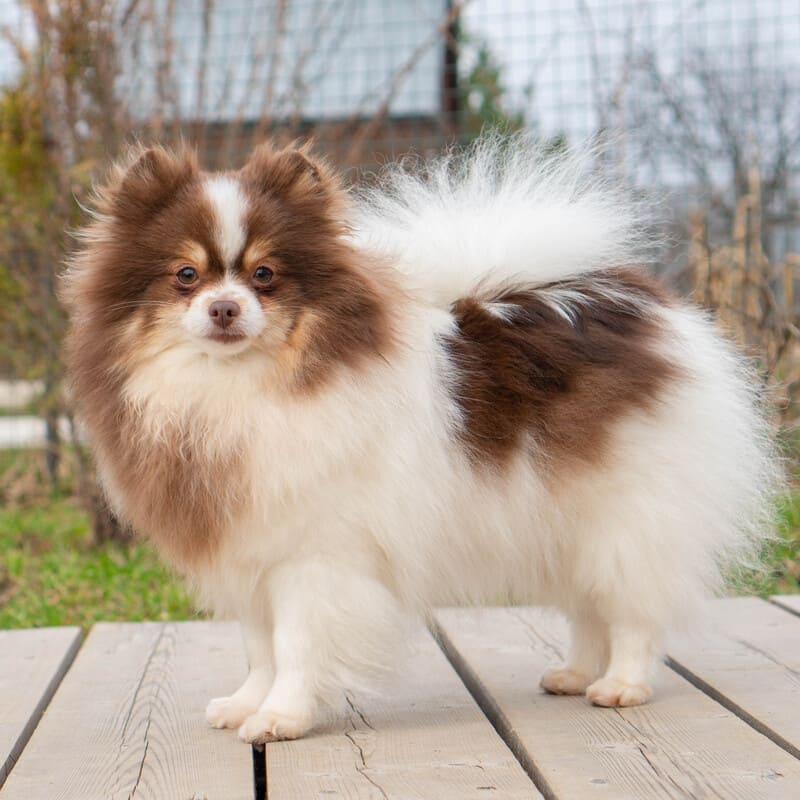 Adorable rare colored pomeranian puppy