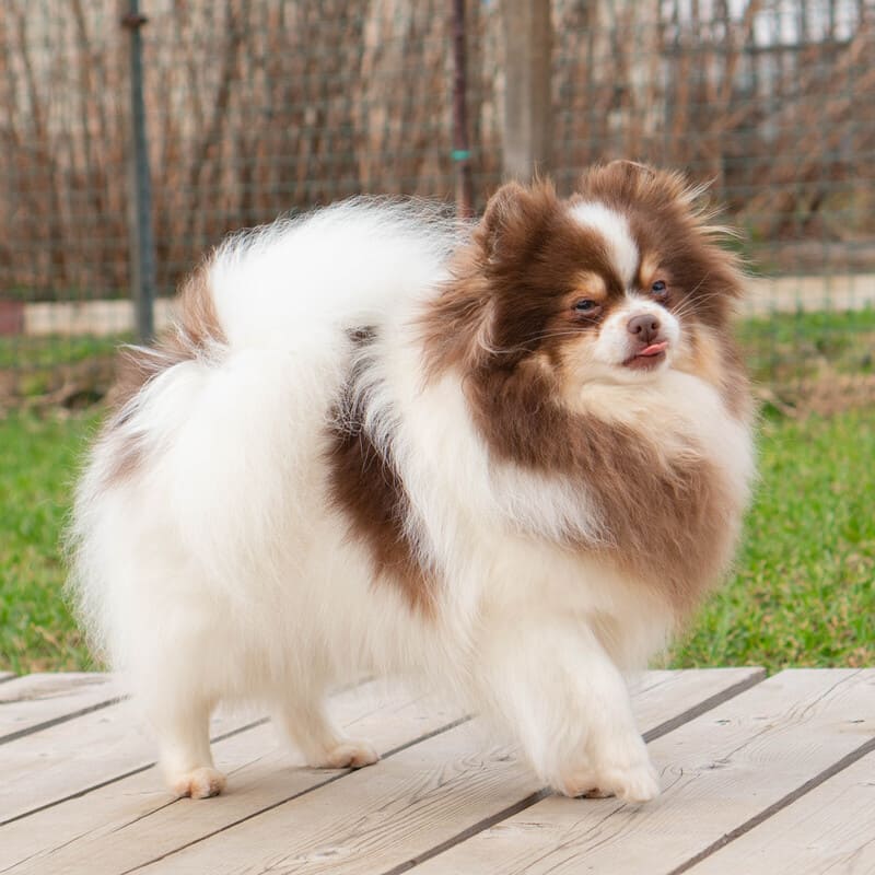 Adorable rare colored pomeranian puppy