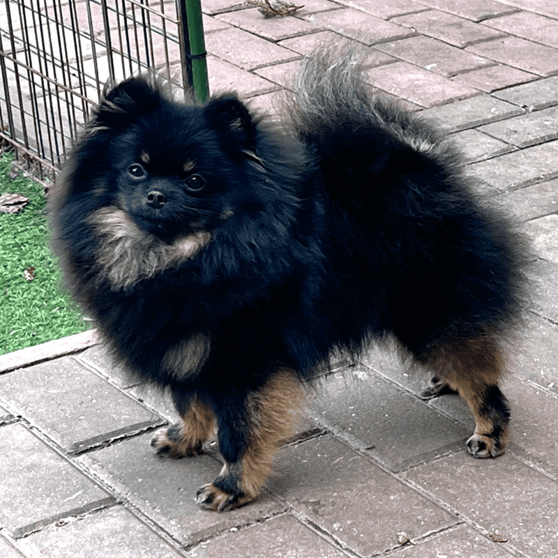 Adorable rare colored pomeranian puppy