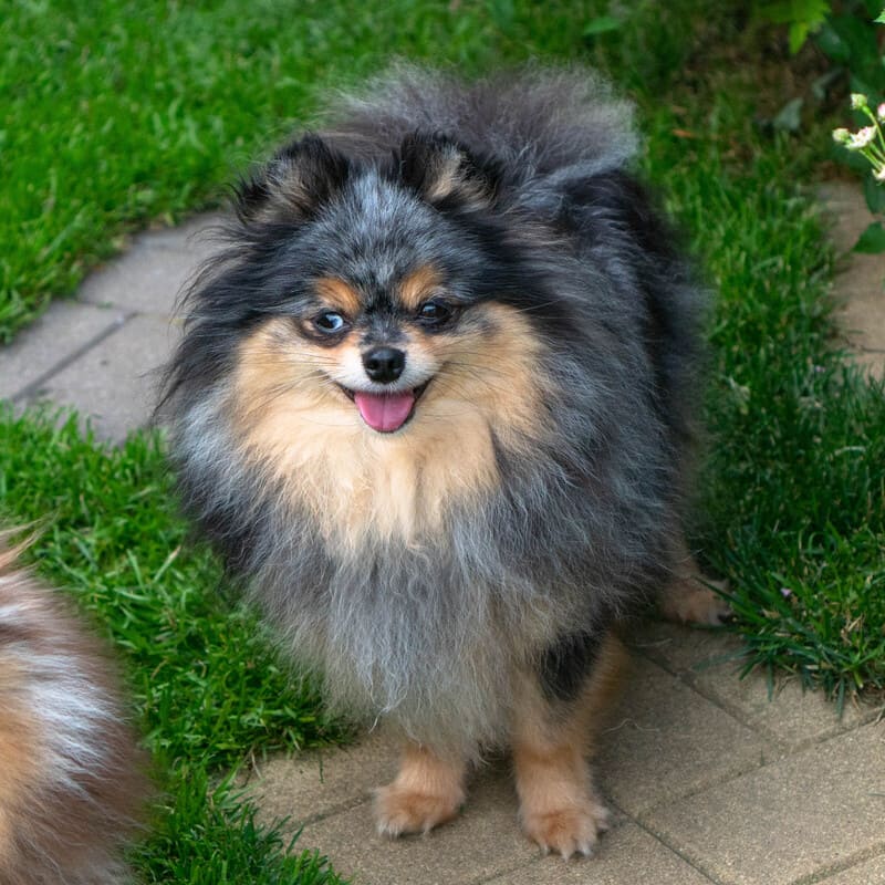 Adorable rare colored pomeranian puppy
