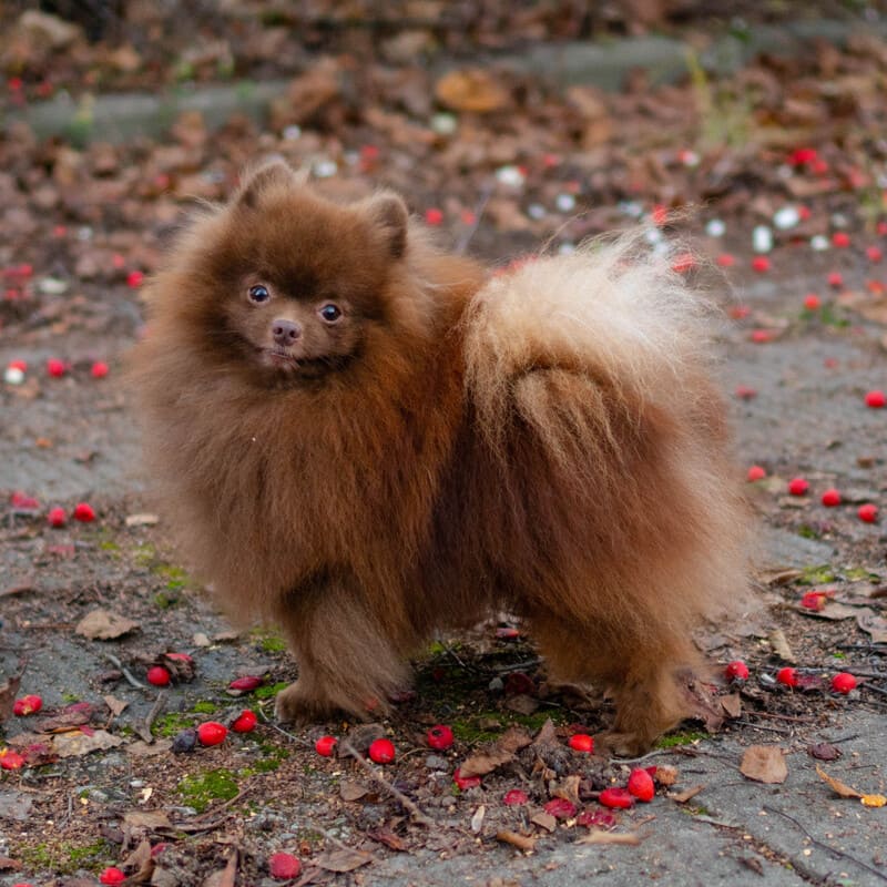 Adorable rare colored pomeranian puppy