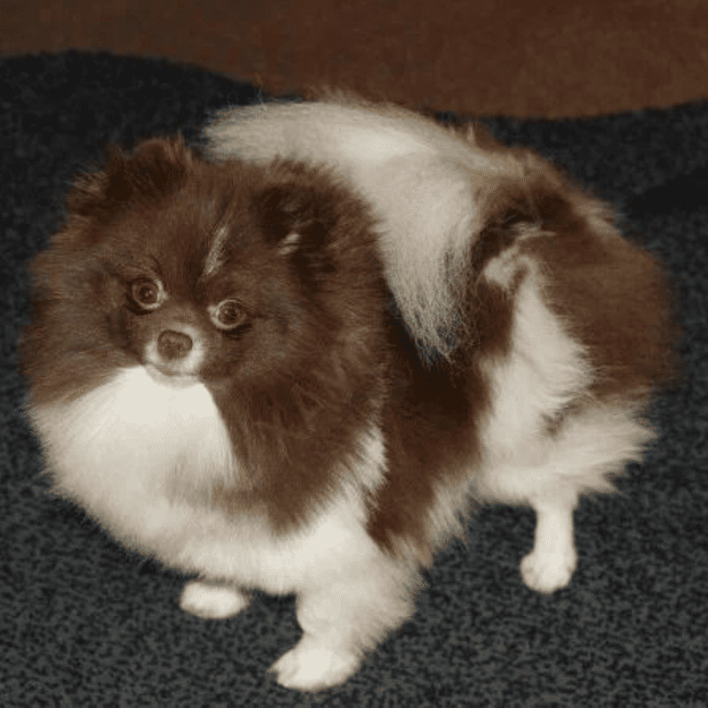 Adorable rare colored pomeranian puppy