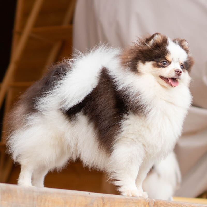 Adorable rare colored pomeranian puppy