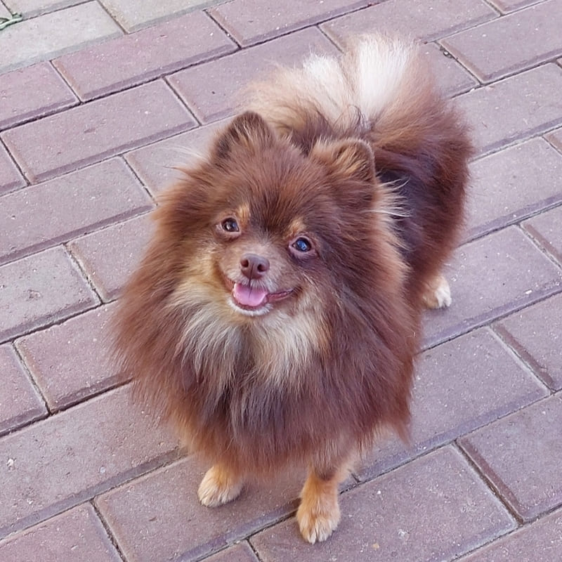 Adorable rare colored pomeranian puppy