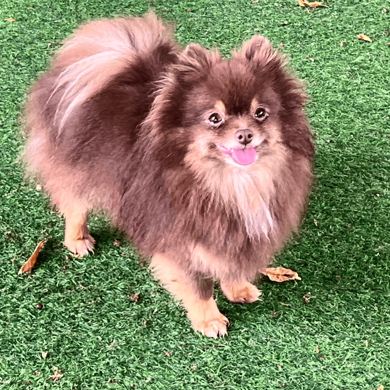 Adorable rare colored pomeranian puppy