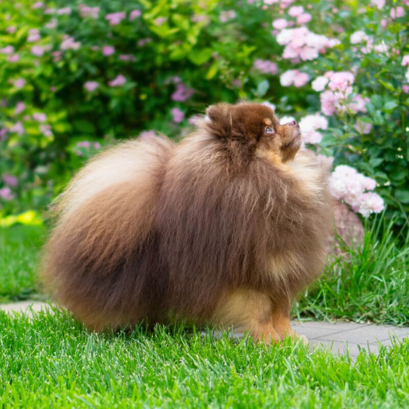 Adorable rare colored pomeranian puppy