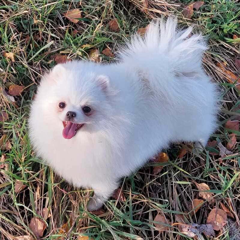 Adorable rare colored pomeranian puppy