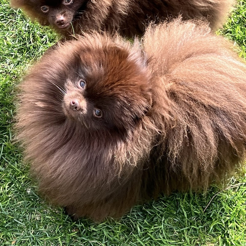 Adorable rare colored pomeranian puppy