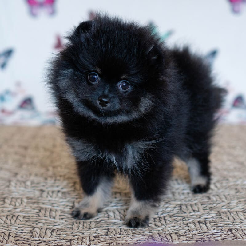 Adorable rare colored pomeranian puppy