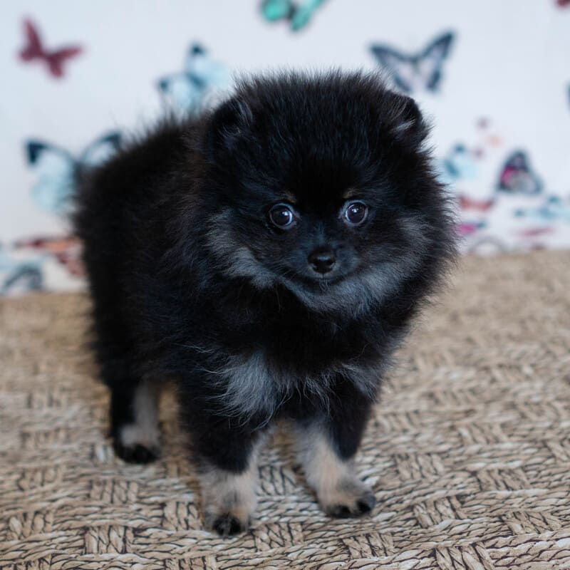 Adorable rare colored pomeranian puppy