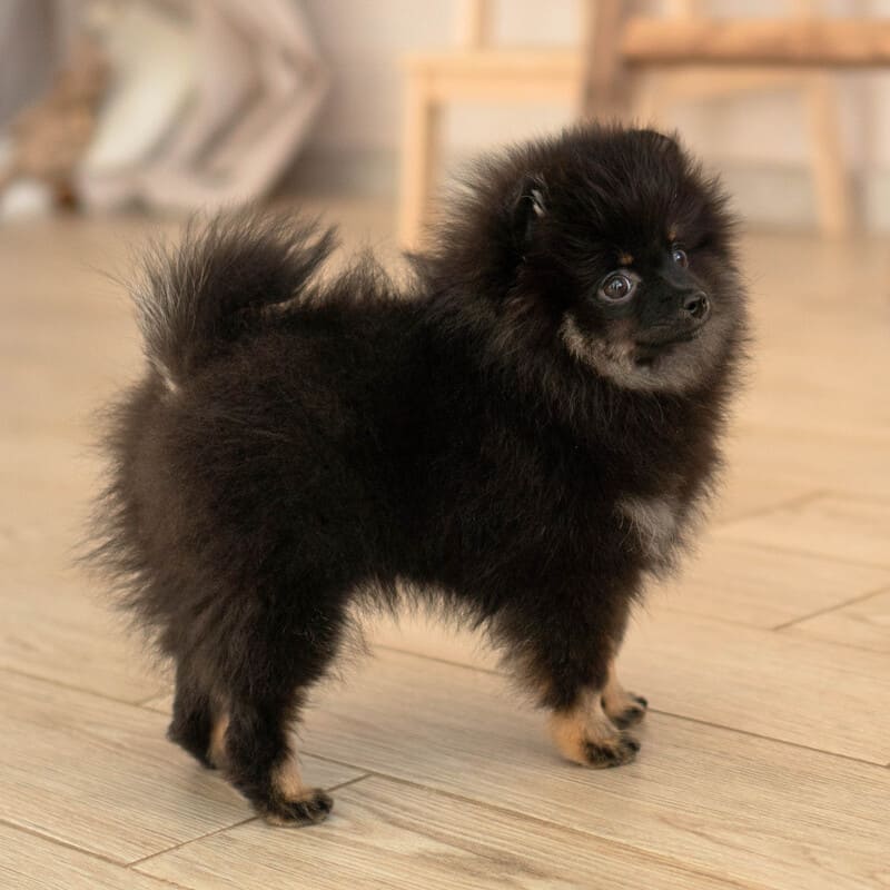 Adorable rare colored pomeranian puppy