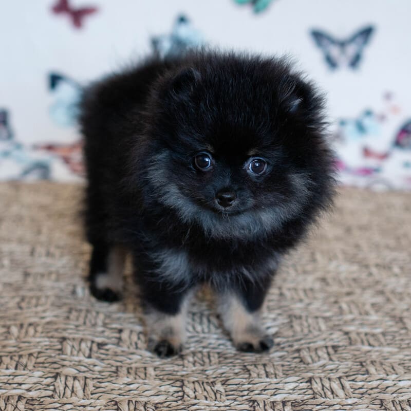 Adorable rare colored pomeranian puppy
