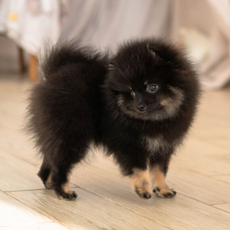Adorable rare colored pomeranian puppy