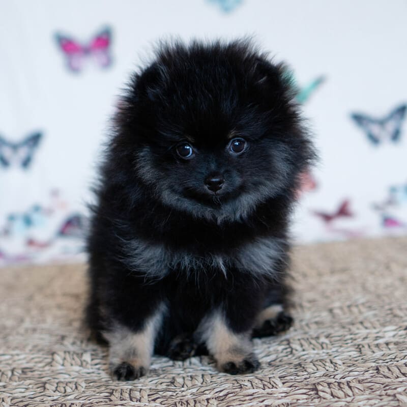 Adorable rare colored pomeranian puppy