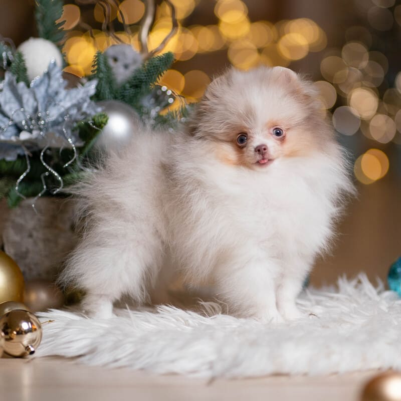 Adorable rare colored pomeranian puppy