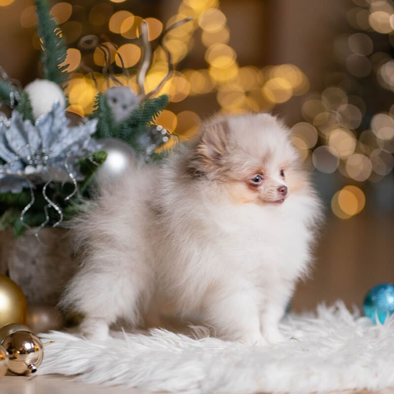 Adorable rare colored pomeranian puppy