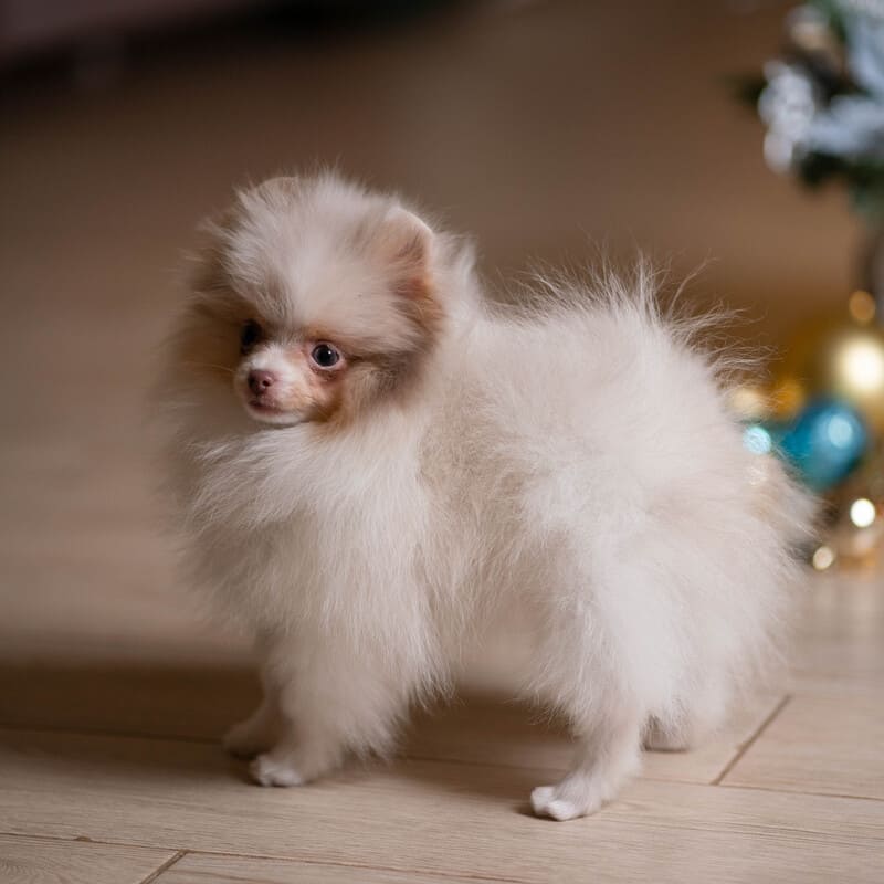 Adorable rare colored pomeranian puppy