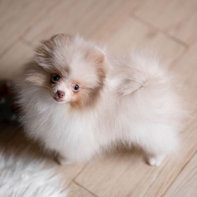 Adorable rare colored pomeranian puppy