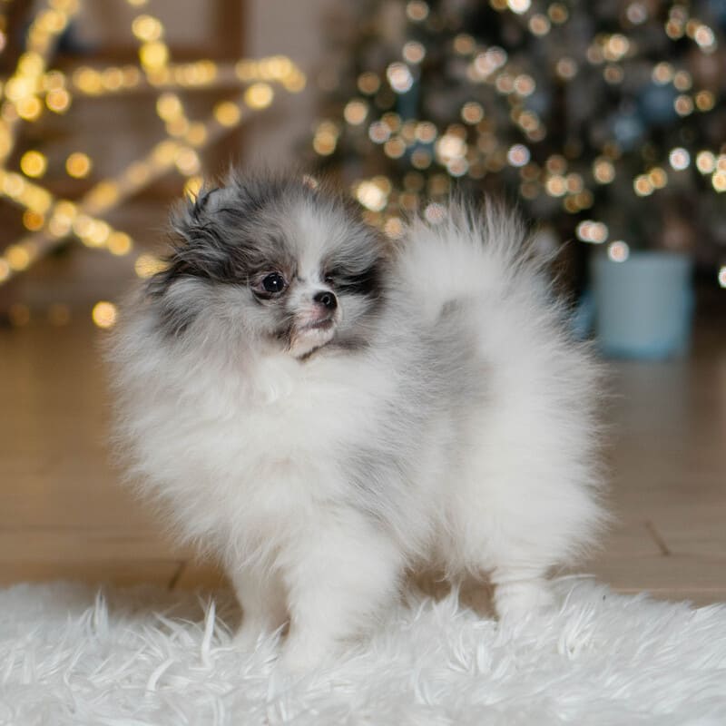 Очаровательный щенок померанского шпица