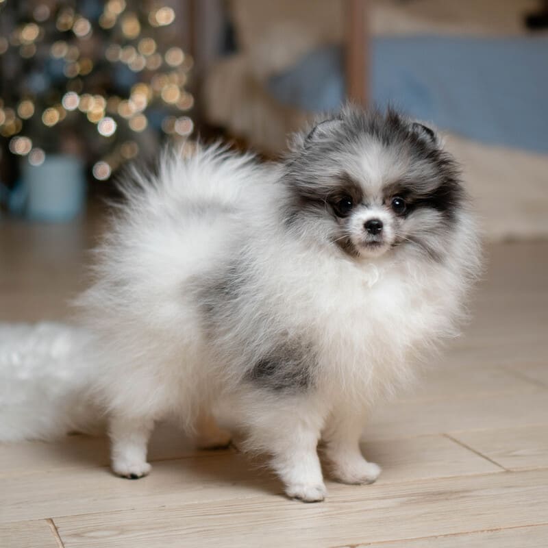 Очаровательный щенок померанского шпица