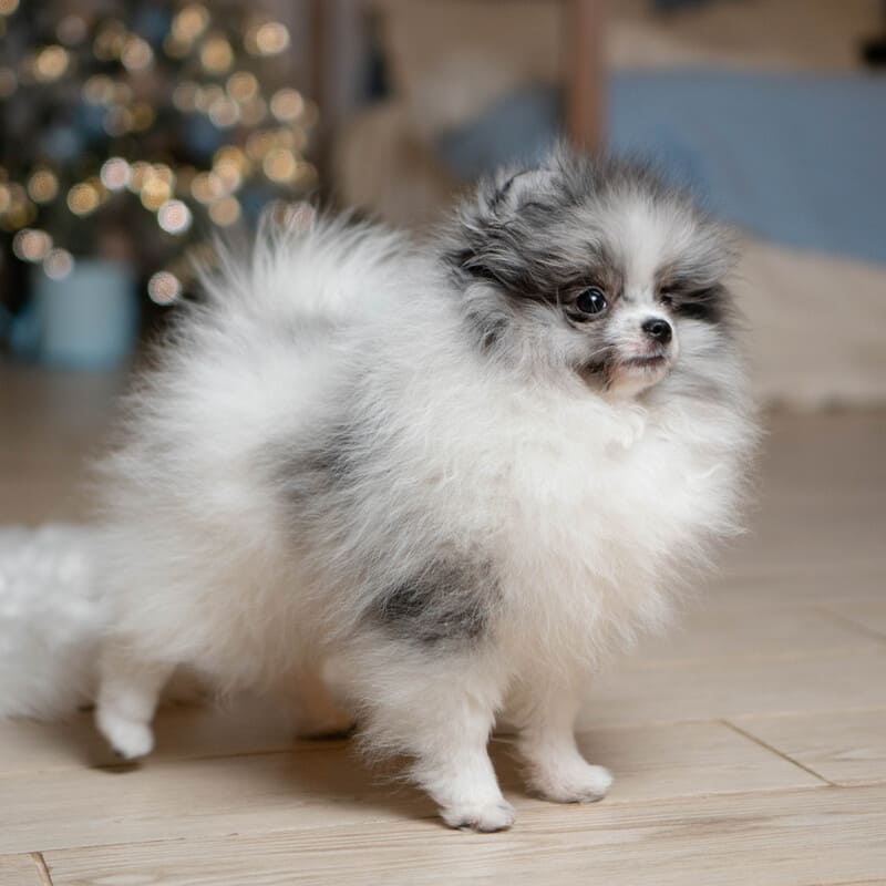 Очаровательный щенок померанского шпица