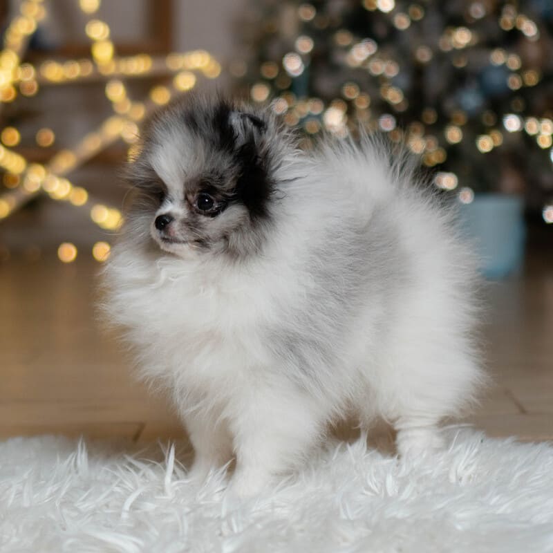 Очаровательный щенок померанского шпица