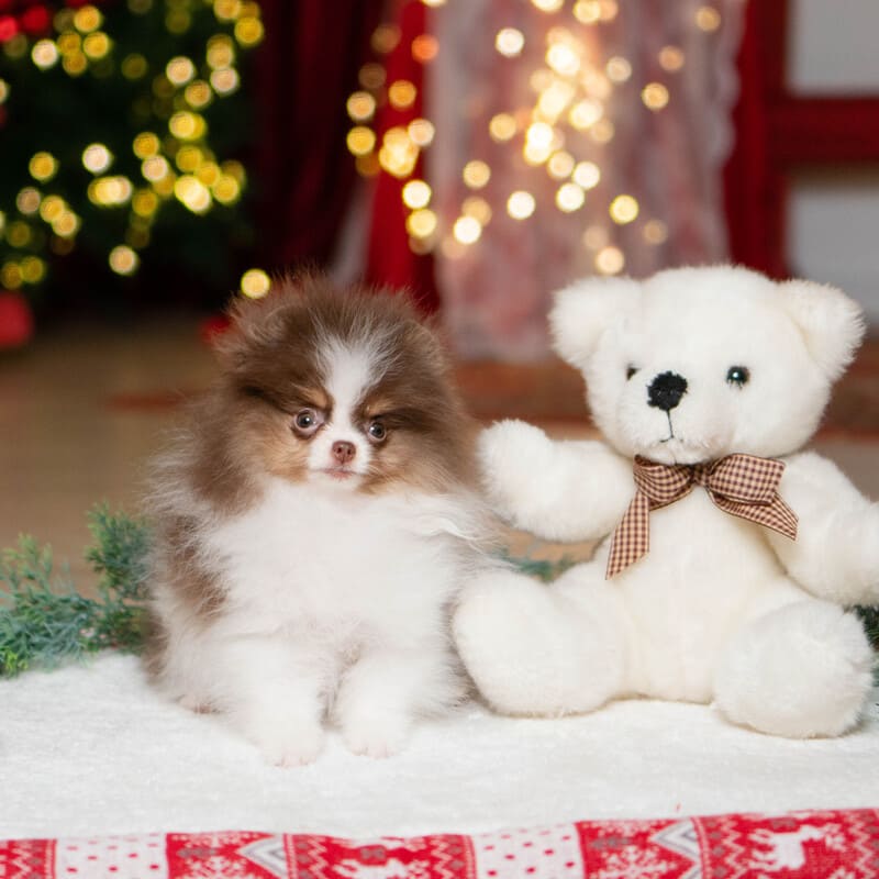 Adorable rare colored pomeranian puppy