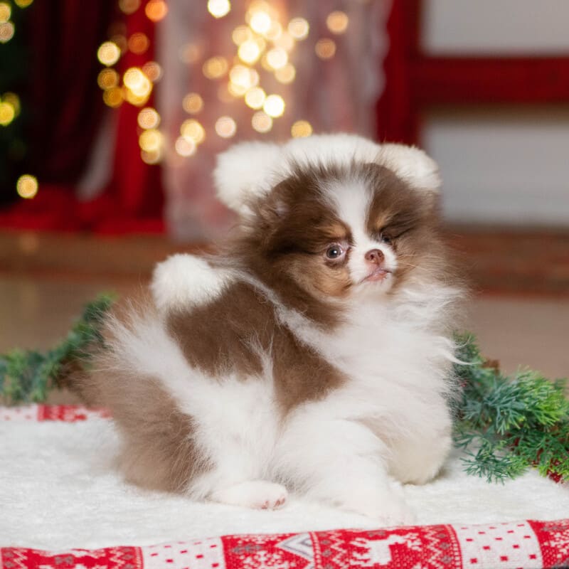 Adorable rare colored pomeranian puppy