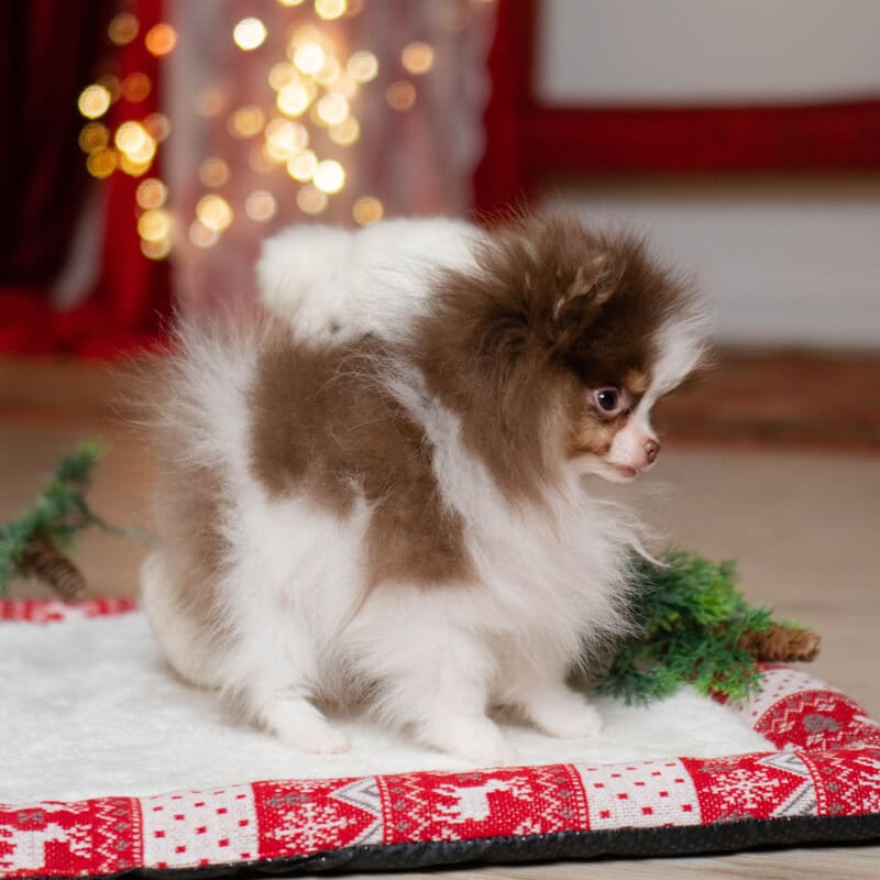 Adorable rare colored pomeranian puppy