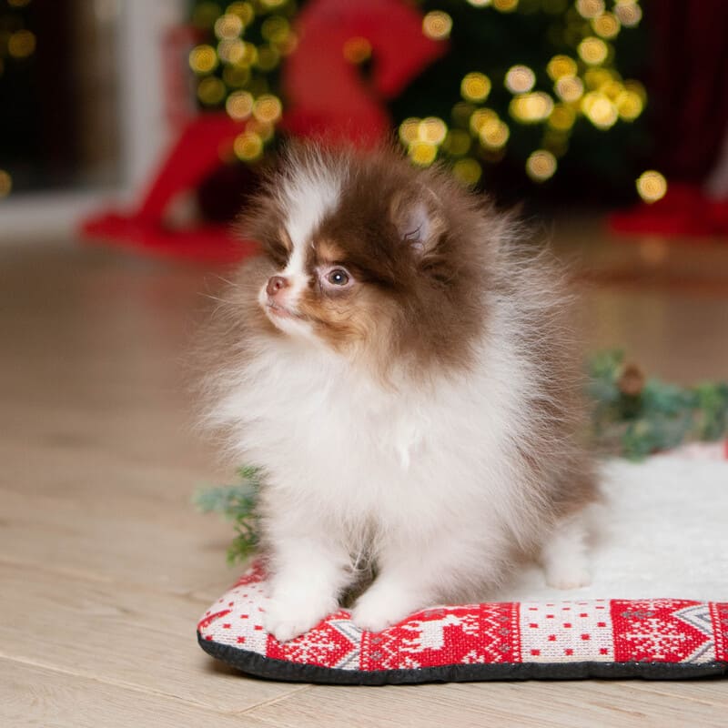 Adorable rare colored pomeranian puppy