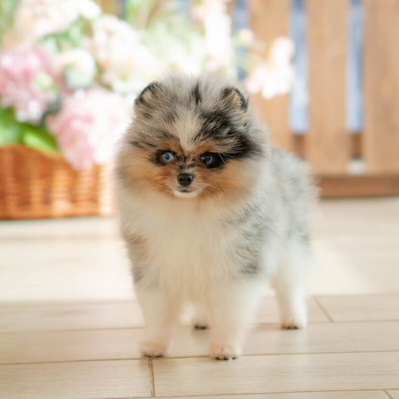 Очаровательный щенок померанского шпица
