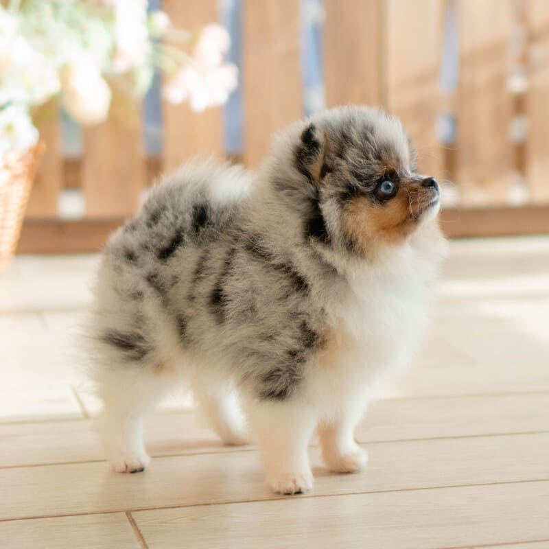 Очаровательный щенок померанского шпица