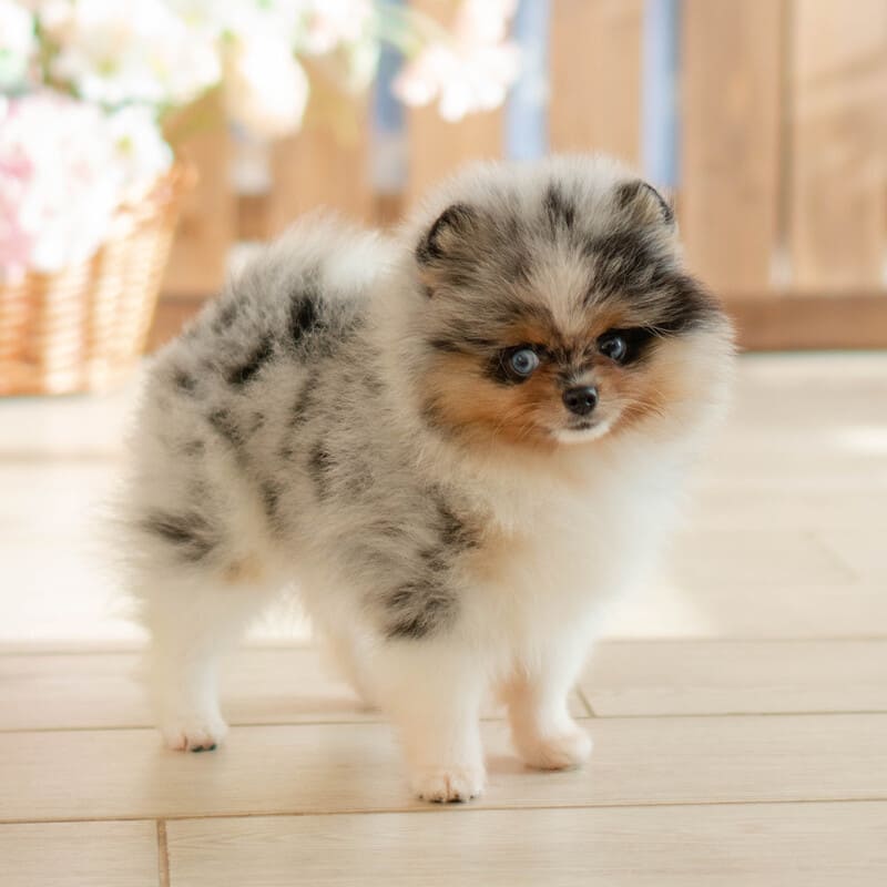 Очаровательный щенок померанского шпица