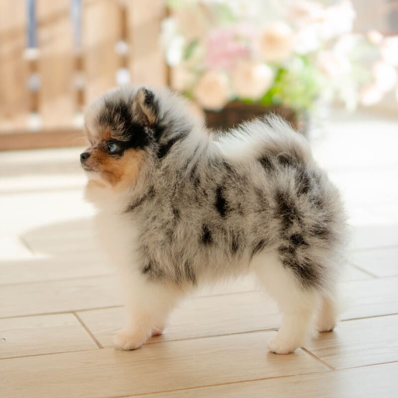 Очаровательный щенок померанского шпица