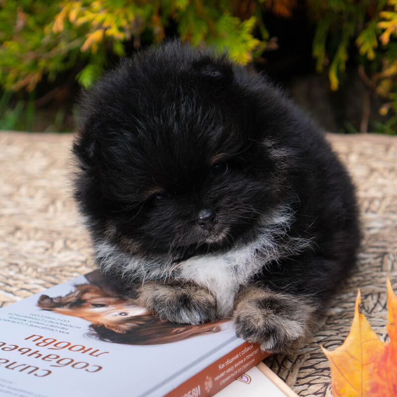 Adorable rare colored pomeranian puppy