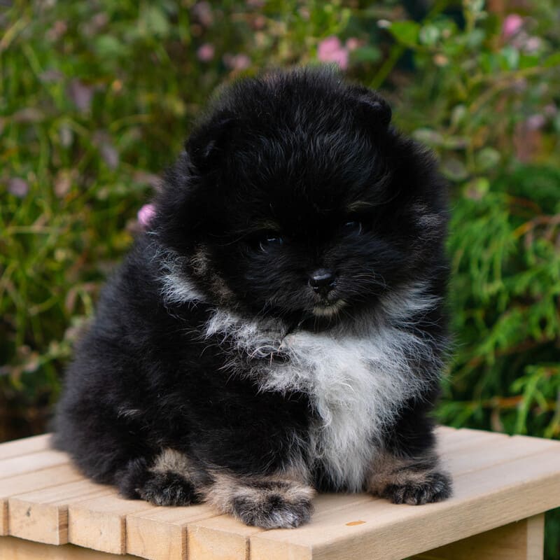 Adorable rare colored pomeranian puppy