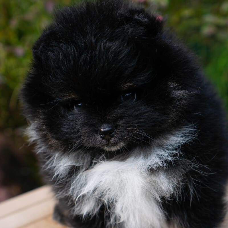 Adorable rare colored pomeranian puppy
