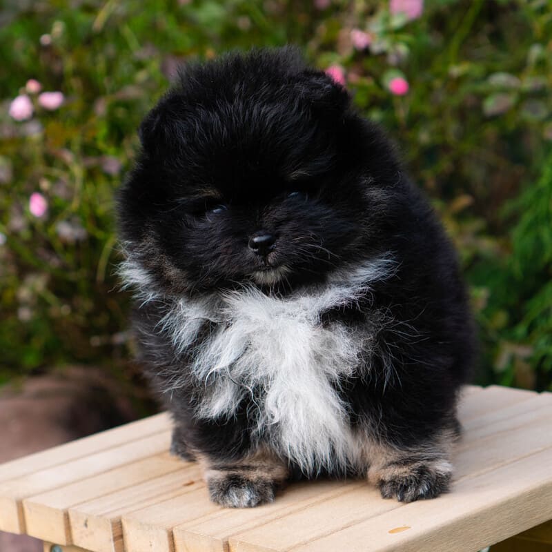 Adorable rare colored pomeranian puppy