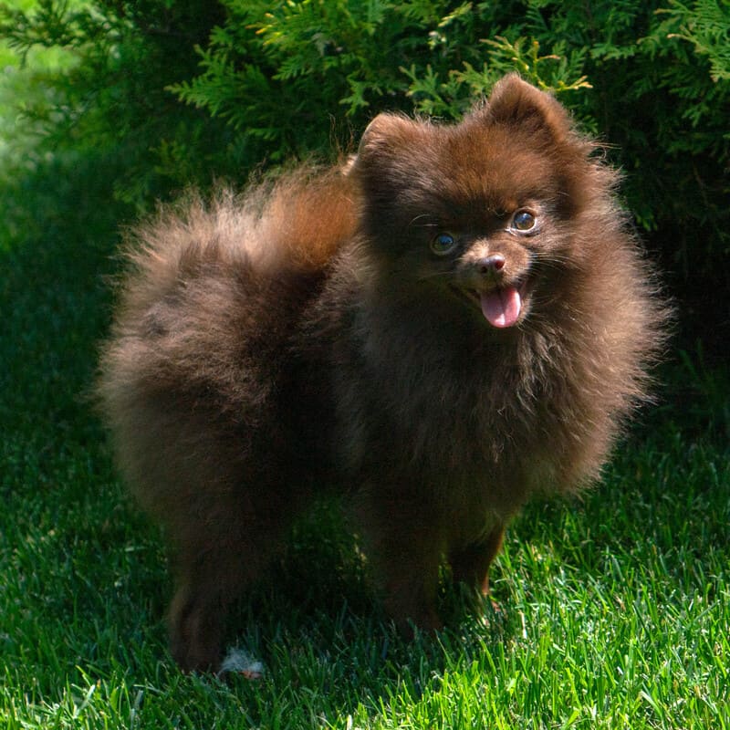 Adorable rare colored pomeranian puppy