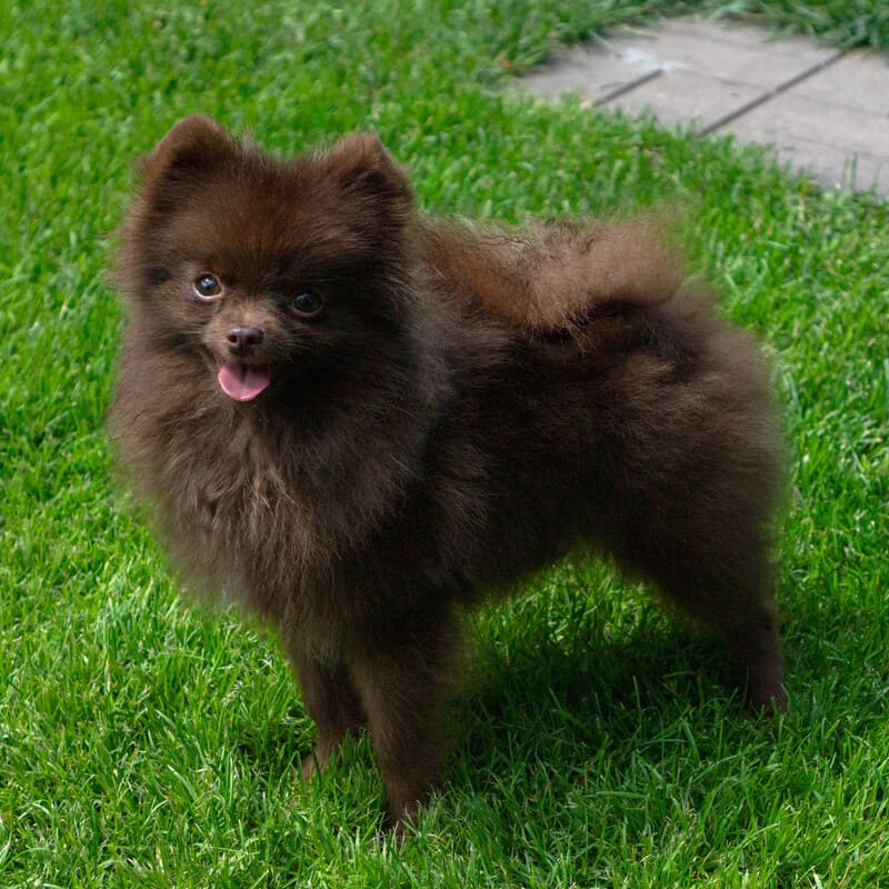 Adorable rare colored pomeranian puppy
