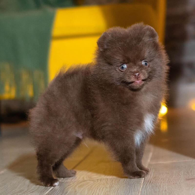 Adorable rare colored pomeranian puppy