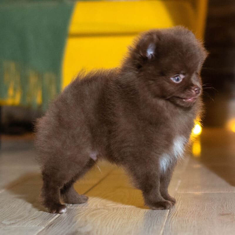 Adorable rare colored pomeranian puppy